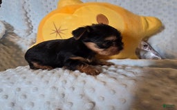 Yorkshire Terrier dogs for sale: Tt - Image 6