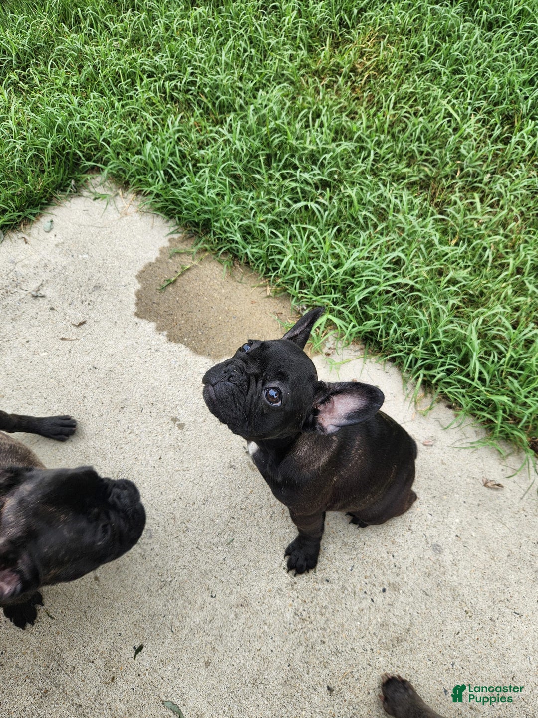 French Bulldog dogs for sale: Coco - Image 12