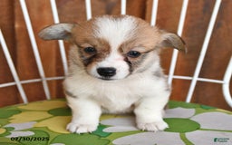 Welsh Corgi Pembroke dogs for sale: Sammy - Image 3