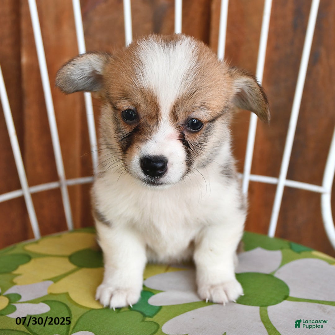 Welsh Corgi Pembroke dogs for sale: Sammy - Image 3