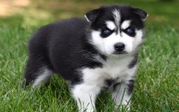 Siberian Husky dogs for sale: Perry - Image 4