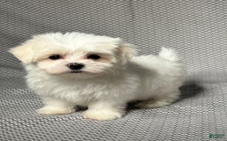 Maltese dogs for sale: Tyler - Image 2