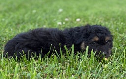 Aussiedoodle dogs for sale: Shiloh - Image 7