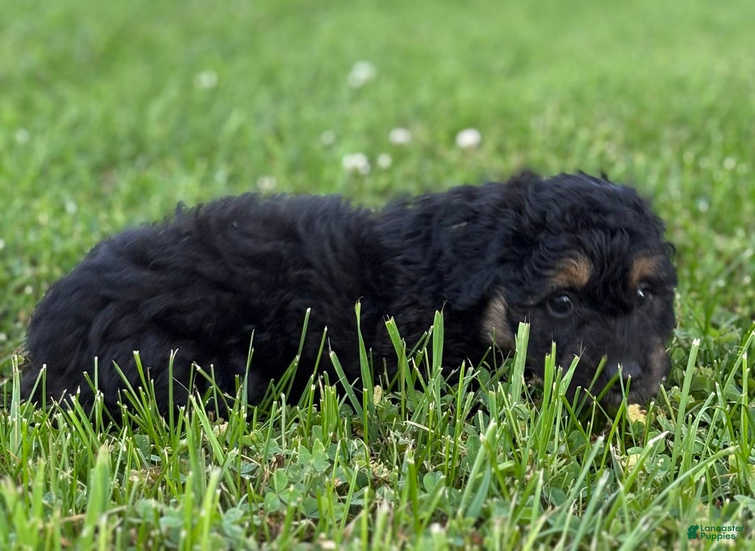 Aussiedoodle dogs for sale: Shiloh - Image 7
