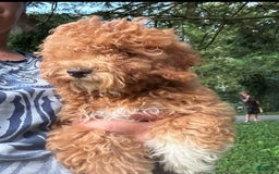 Cavapoo dogs for sale: Cooper - Image 17
