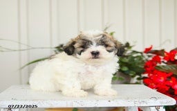 Shihpoo dogs for sale: Smores - Image 2