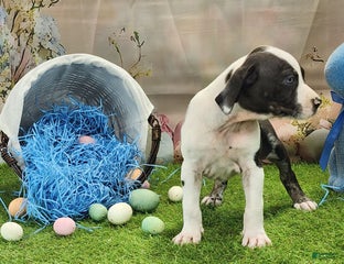 Juliet 2025 M3 Catahoula Puppy
