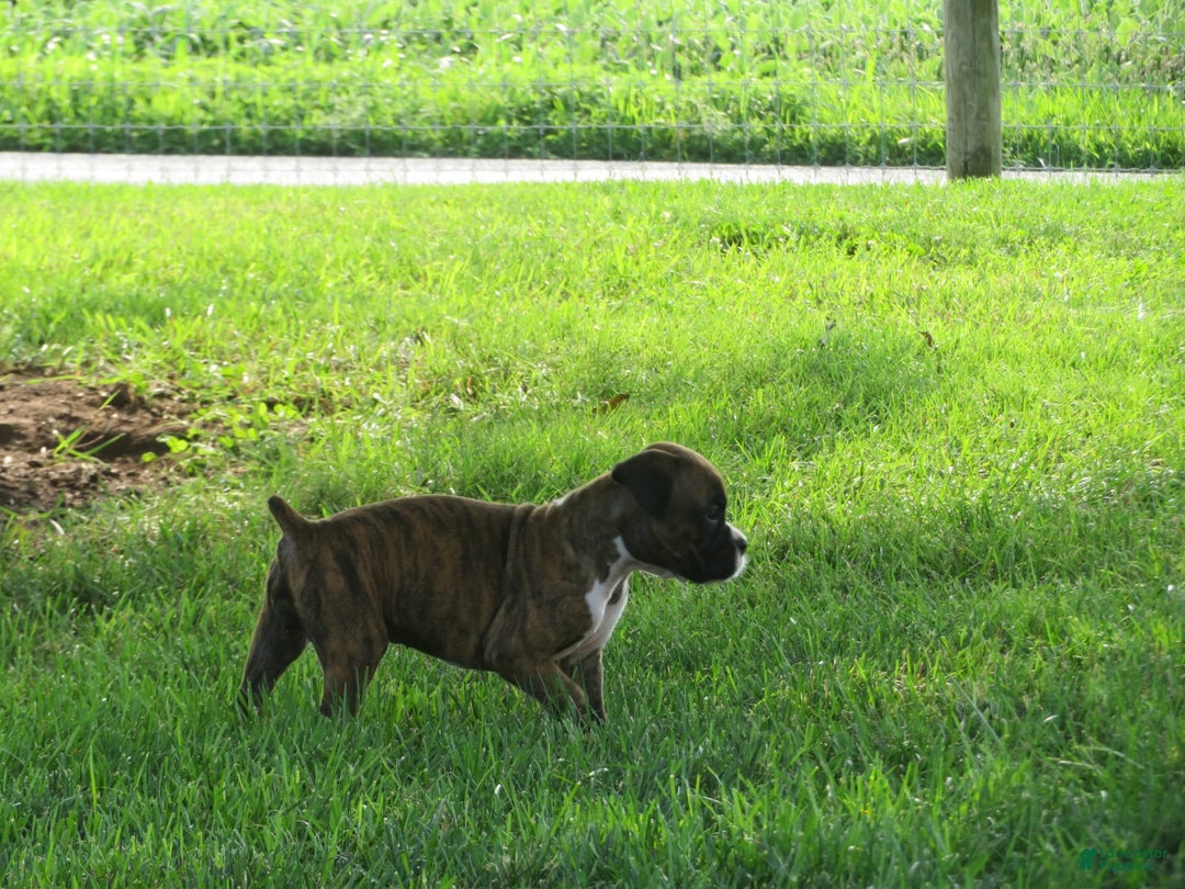 Boxer dogs for sale: Willow - Image 1
