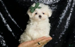 Maltese dogs for sale: Lil Casper - Image 8