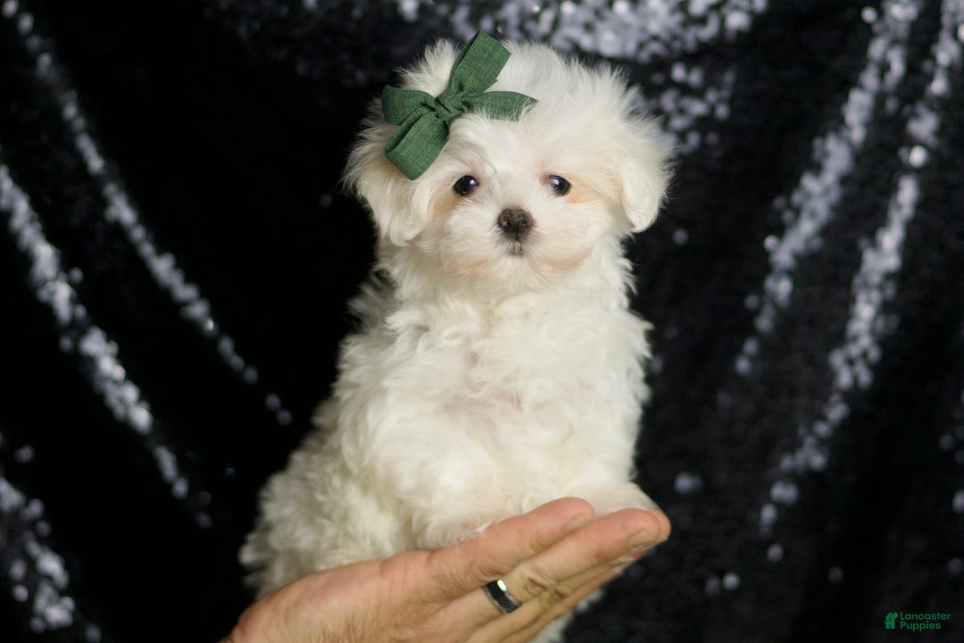 Maltese dogs for sale: Lil Casper - Image 8