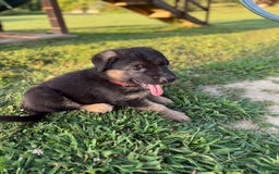 German Shepherd dogs for sale: Red - Image 6