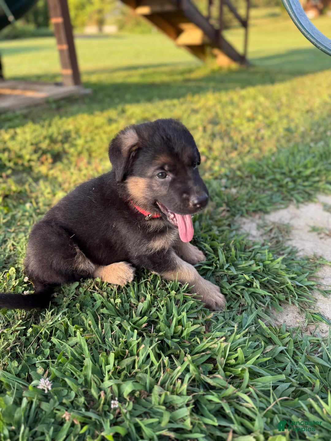 German Shepherd dogs for sale: Red - Image 6