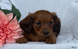 Miniature Dachshund dogs for sale: Max - Image 19