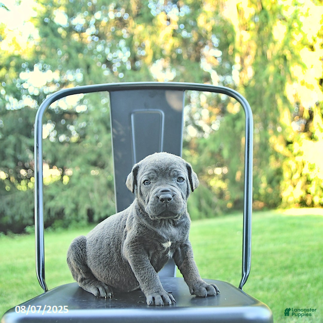 Cane Corso dogs for sale: Asia - Image 1
