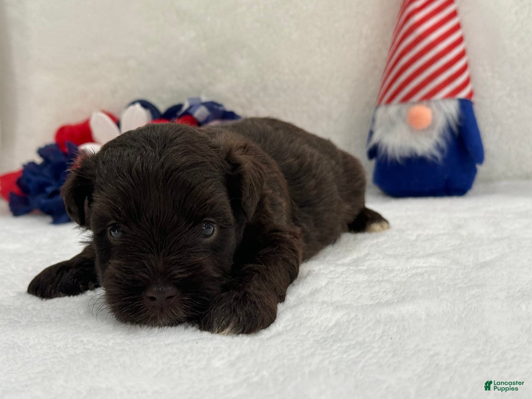 Miniature Schnauzer dogs for sale: Fancy Male 1 Akc Liver Color - Image 1