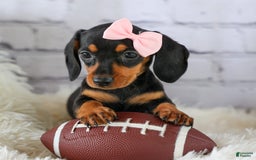 Miniature Dachshund dogs for sale: Nutella - Image 3
