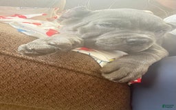 Cane Corso dogs for sale: Blue - Image 4