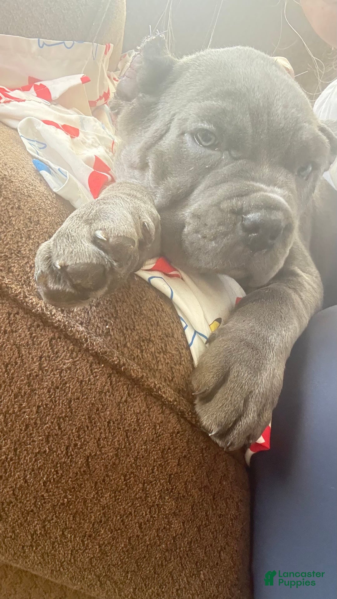 Cane Corso dogs for sale: Blue - Image 4