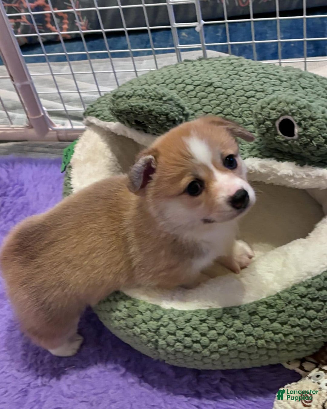 Welsh Corgi Pembroke dogs for sale: Mika - Image 5