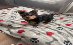 Yorkshire Terrier dogs for sale: Lexi - Image 1