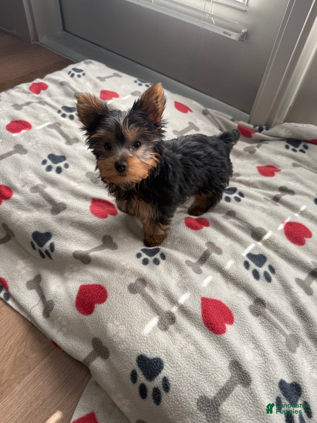 Yorkshire Terrier dogs for sale: Lexi - Image 1