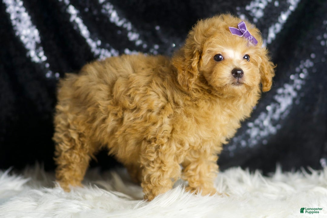 Toy Poodle dogs for sale: Pixie - Image 1