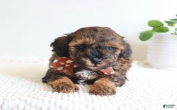 Toy Poodle dogs for sale: Gilbert - Image 6
