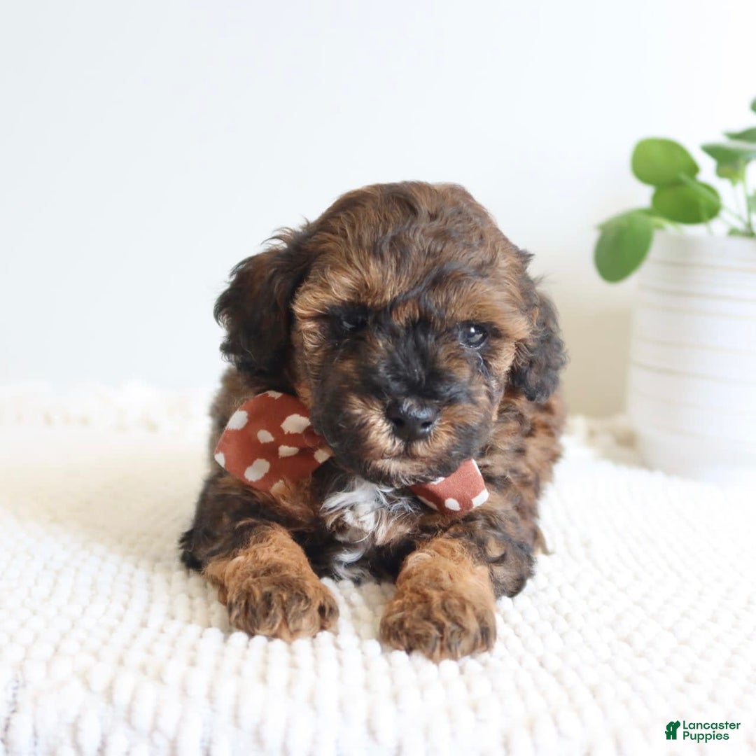 Toy Poodle dogs for sale: Gilbert - Image 6