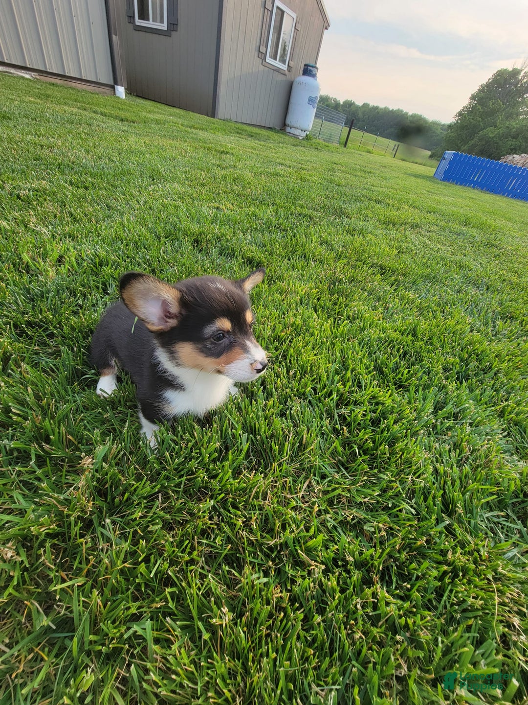 Welsh Corgi Pembroke dogs for sale: Marri - Image 3