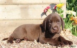 Labrador Retriever dogs for sale: Alex - Image 7