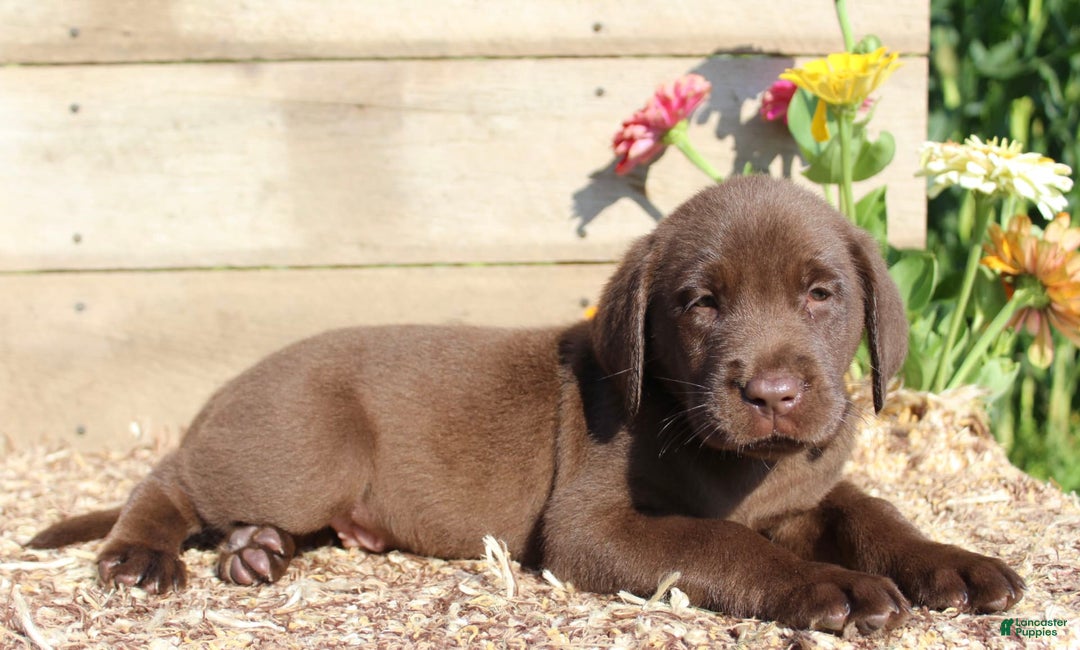 Labrador Retriever dogs for sale: Alex - Image 7