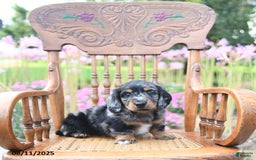 Miniature Dachshund dogs for sale: Trevor - Image 5