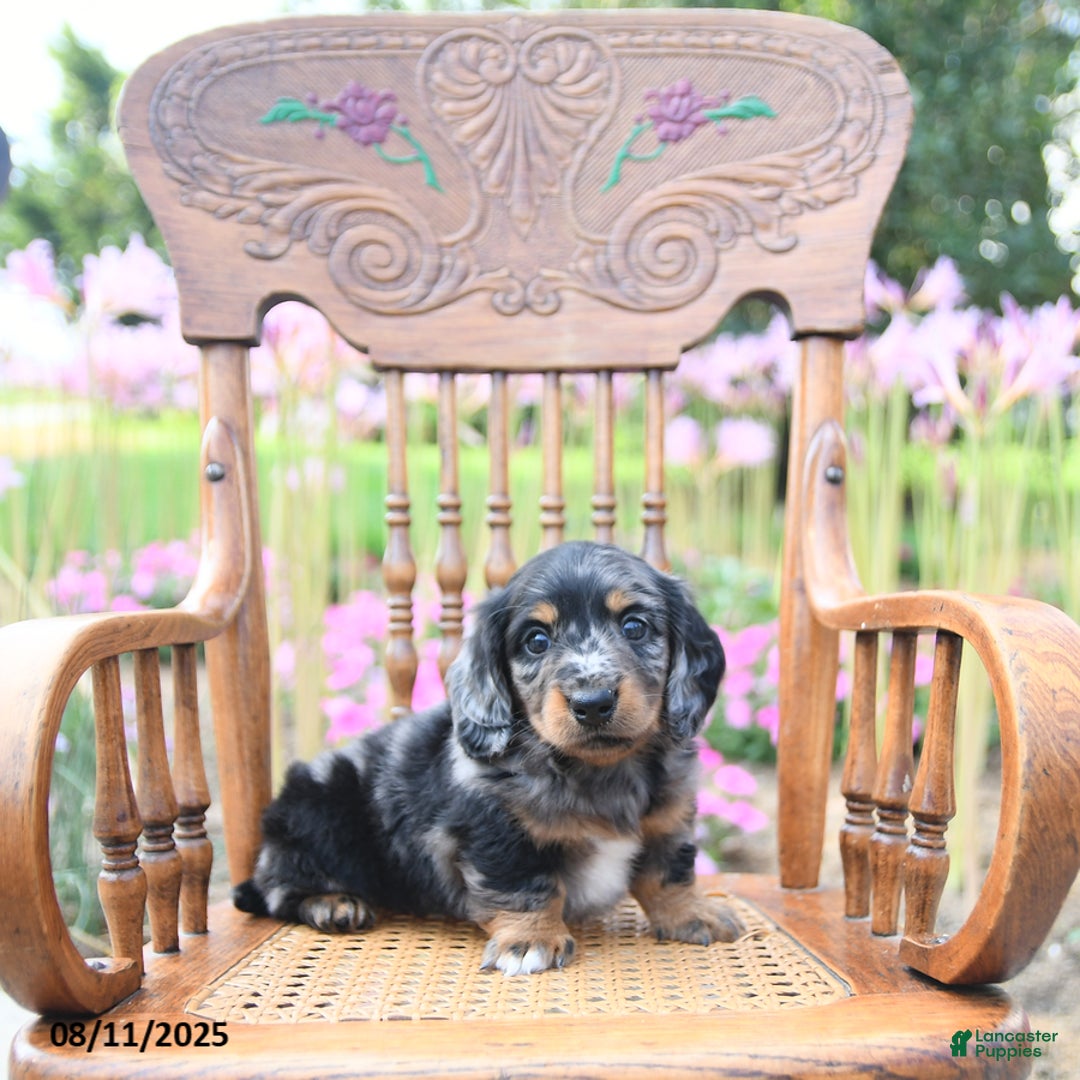 Miniature Dachshund dogs for sale: Trevor - Image 5