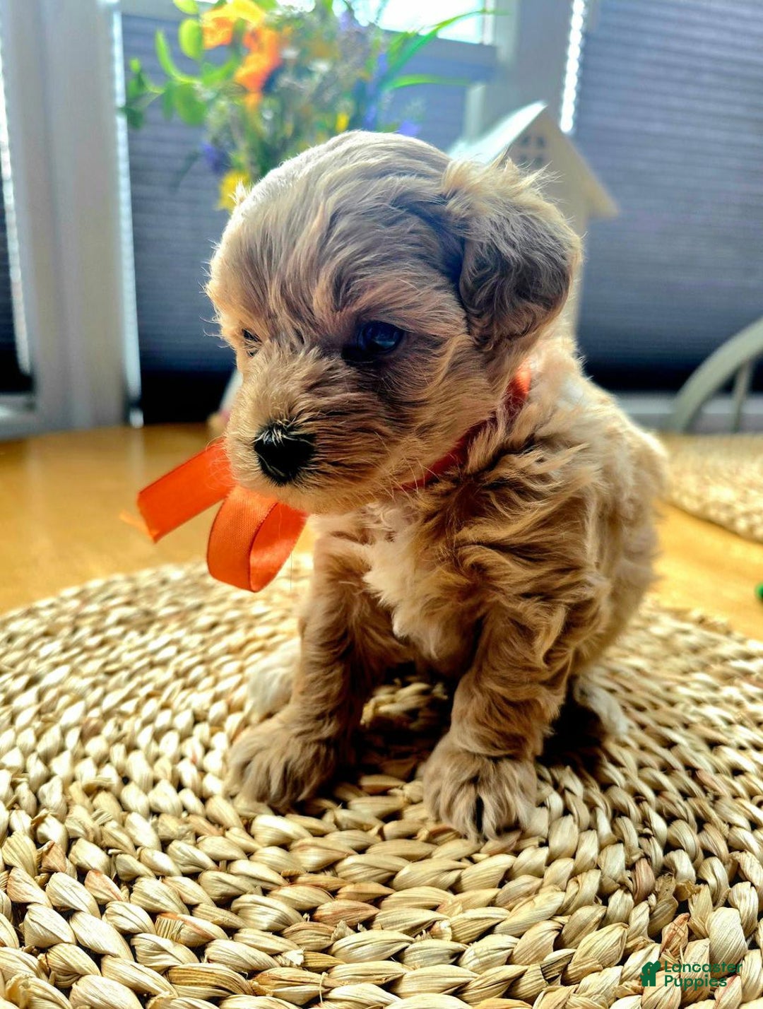 Maltipoo dogs for sale: Nexxy - Image 3