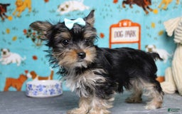 Yorkshire Terrier dogs for sale: Butterfly - Image 9