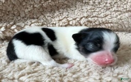 Pomeranian dogs for sale: Black Tri Boy - Image 2