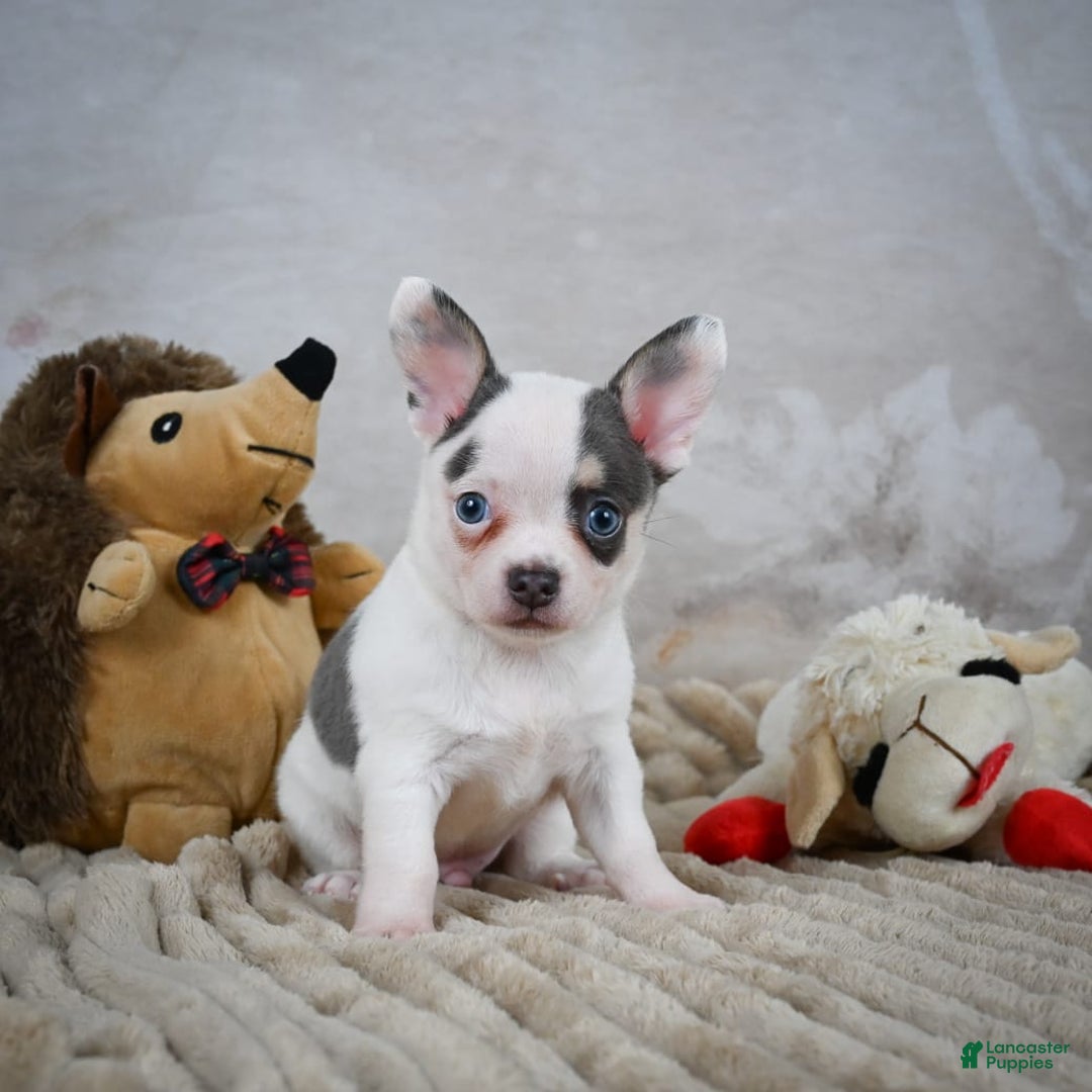 Chihuahua dogs for sale: Timon - Image 1