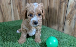 Cavapoo dogs for sale: Milly Boy 3 - Image 2
