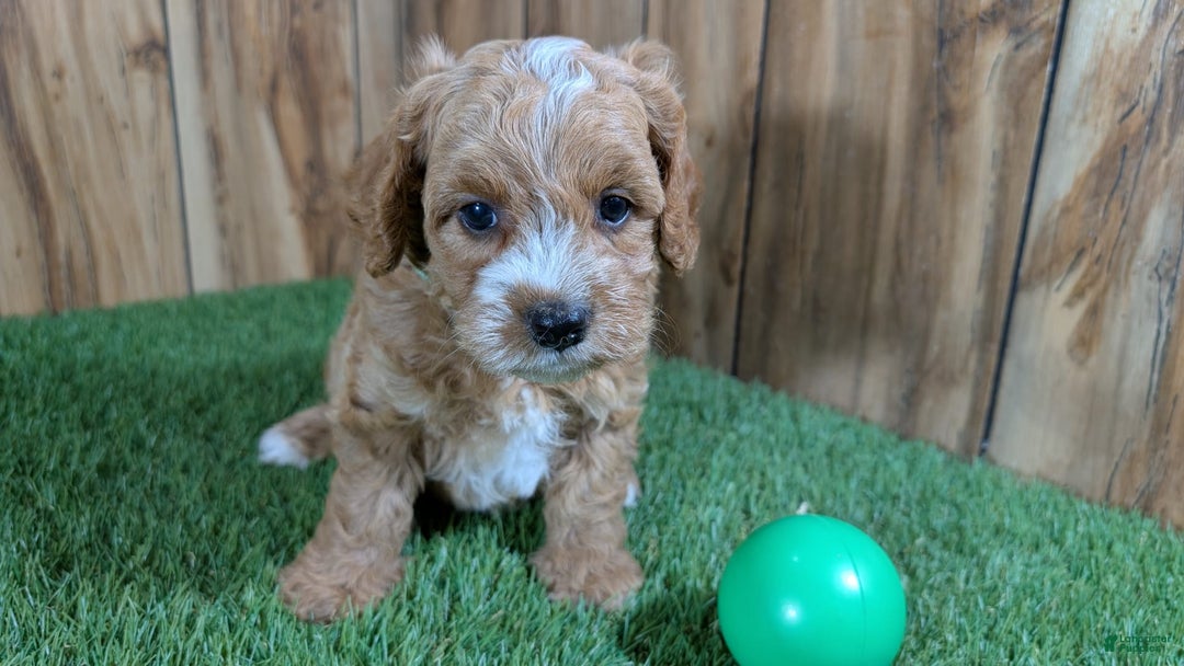 Cavapoo dogs for sale: Milly Boy 3 - Image 2