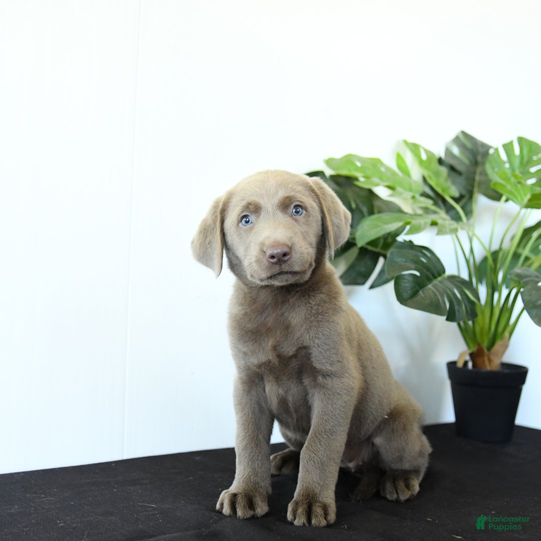 Labrador Retriever dogs for sale: Petal - Image 2
