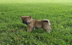 Shiba Inu dogs for sale: Rex - Image 2