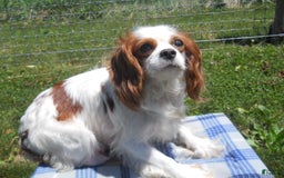 Cavapoo dogs for sale: Lily - Image 6