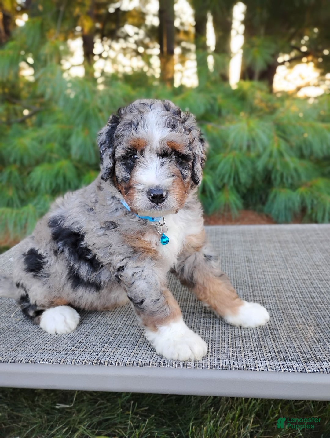 Bernedoodle dogs for sale: Tucker - Image 4