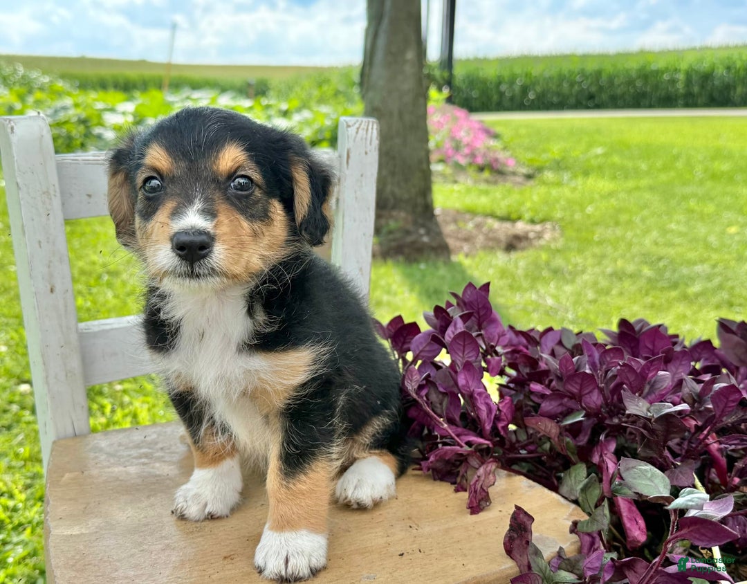 Welsh Corgi Pembroke dogs for sale: Summer - Image 5