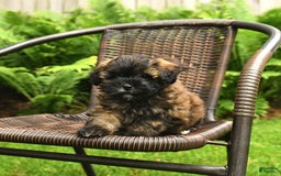 Shihpoo dogs for sale: Jonah - Image 4