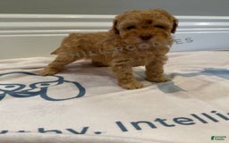 Toy Poodle dogs for sale: Nala - Image 1