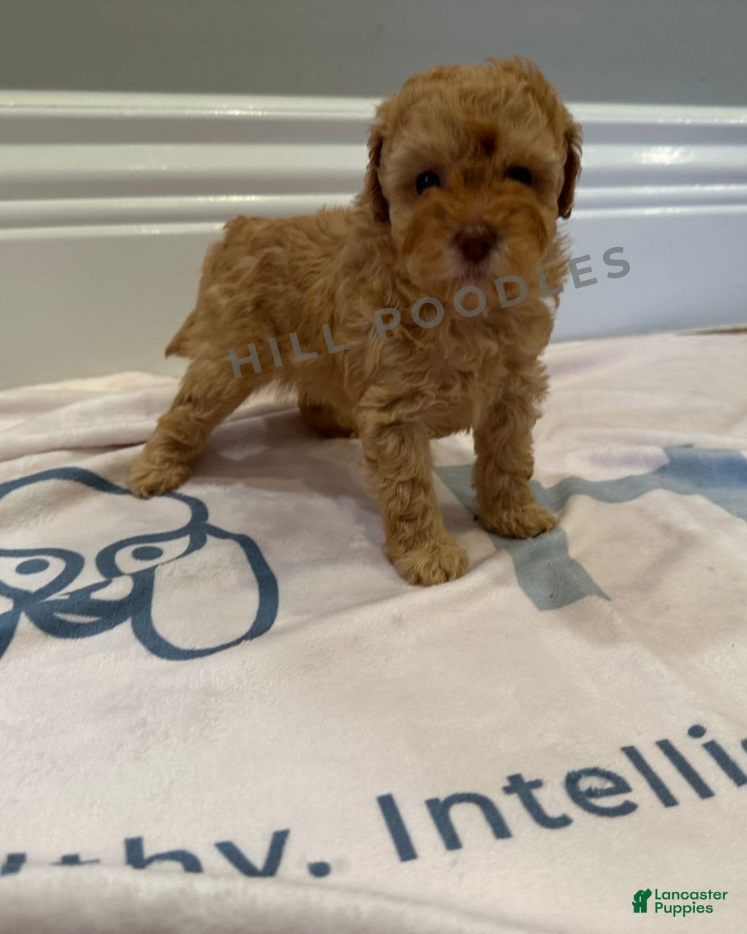 Toy Poodle dogs for sale: Nala - Image 1