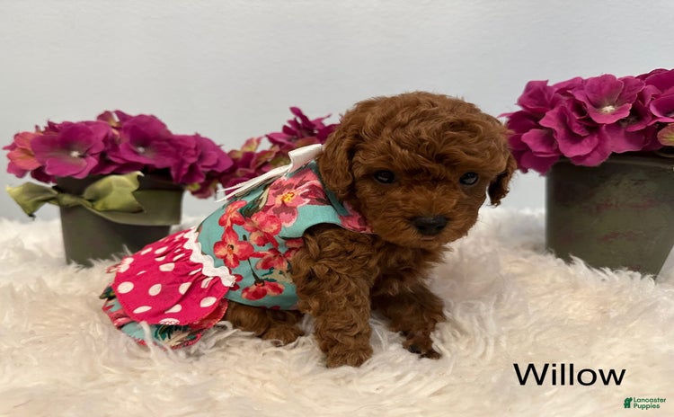 Maltipoo dogs for sale - Ad 1