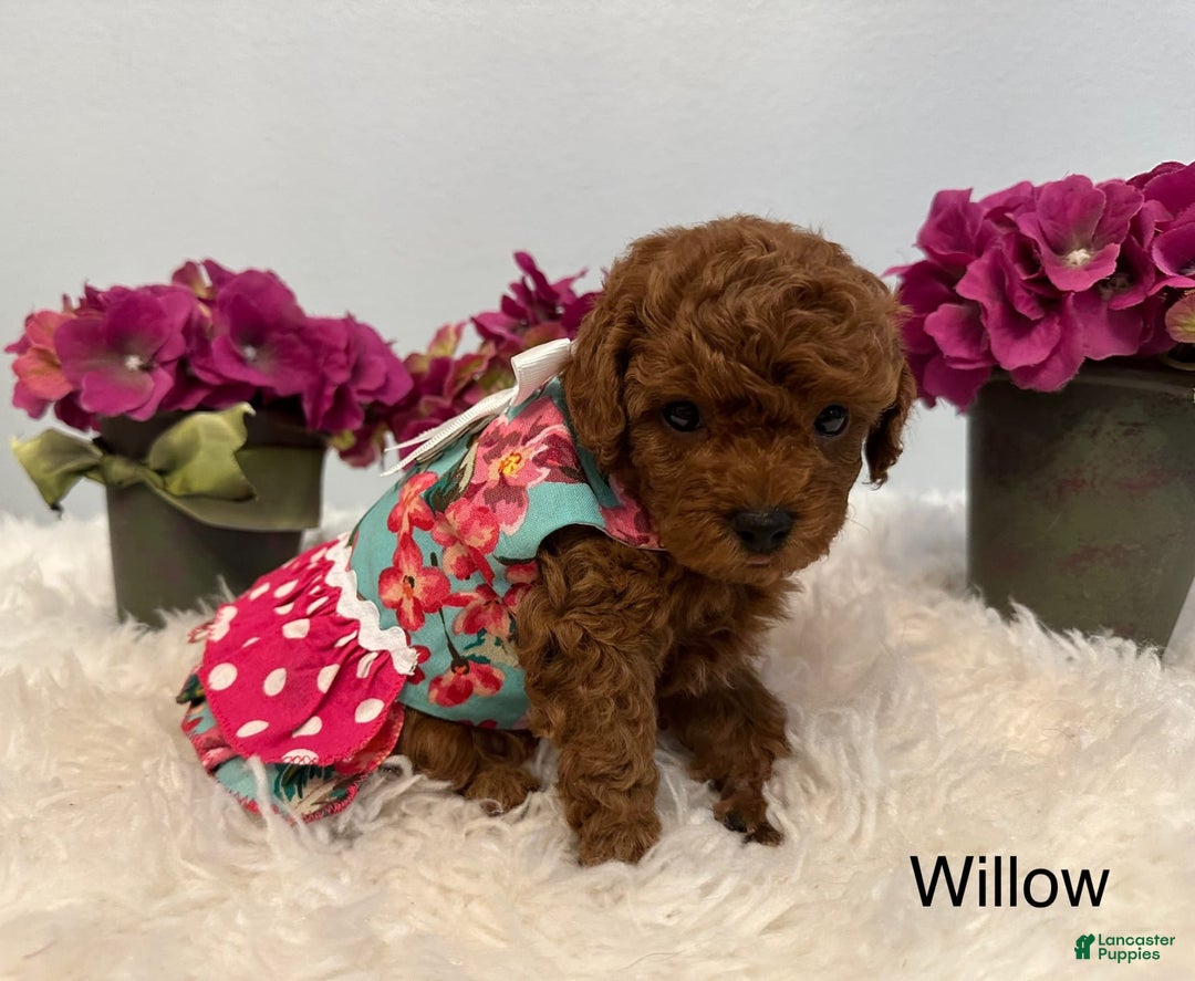 Maltipoo dogs for sale: Willow - Image 4