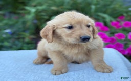 Golden Retriever dogs for sale: Tristan - Image 10